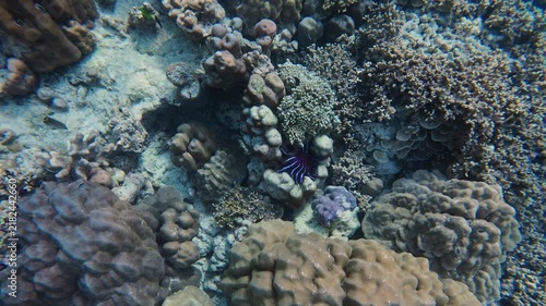Close-up underwater view of coral formations and rocky seafloor in tropical blue water, capturing natural marine textures