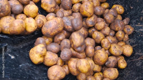 Freshly harvested raw potatoes falling into black container. Organic brown potato tubers pile for agriculture and cooking concepts.
