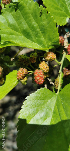 Bush with green berries, displaying dense and vibrant foliage in a natural setting.