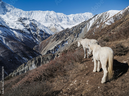 Fotografie Two white horses traverse a rugged mountain slope with majestic snow-capped Himalayan peaks in the background on the Annapurna Circuit in Nepal