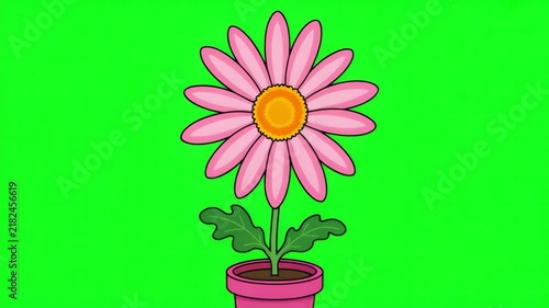 Pink daisy flower in terracotta pot animated motion graphic footage isolated on a bright vivid chroma key green screen background