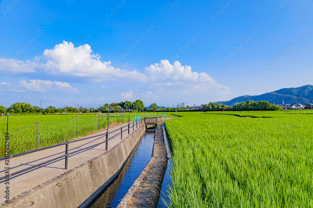 Obraz premium Lush Green Rice Fields with Mountain Landscape Under a Clear Summer Sky in Japan