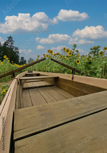 Fotografie Wooden rowboat inside a beautiful yellow sunflower field under a blue sky