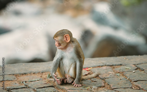 Photography A curious looking juvenile rhesus monkey sitting alone on brick pavement