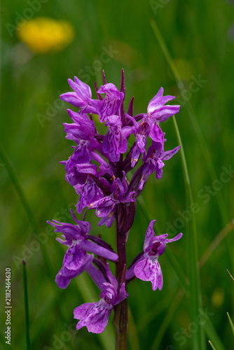 Fotografía wilde Orchide