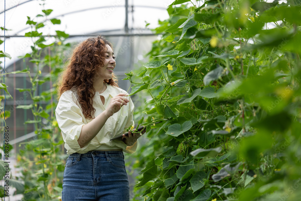 Obraz premium Sustainable agriculture concept. A woman inspects climbing vegetable plants while using a tablet in a greenhouse. agriculture, farming, greenhouse, technology, sustainability, digital.
