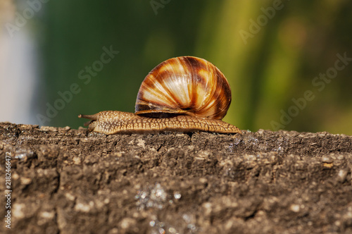 Obraz na plátně as an old snail walks