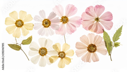 Pressed dried cosmos flowers in soft cream, pale pink, and blush tones with green leaves arranged as a delicate flat lay botanical collection on a white background for craft use