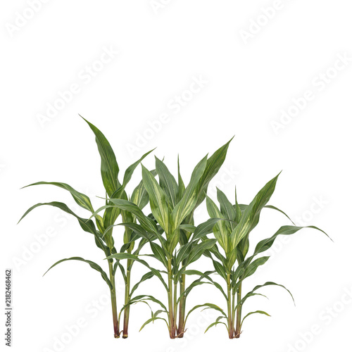 Three small corn plants with green striped leaves growing together in a cluster on a white background, isolated on a, transparent background