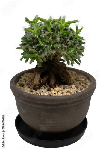 Fotografía 【背景透過】鉢植えの塊根植物トリコディアデマ・デンサム（紫晃星）のミニチュア多肉盆栽