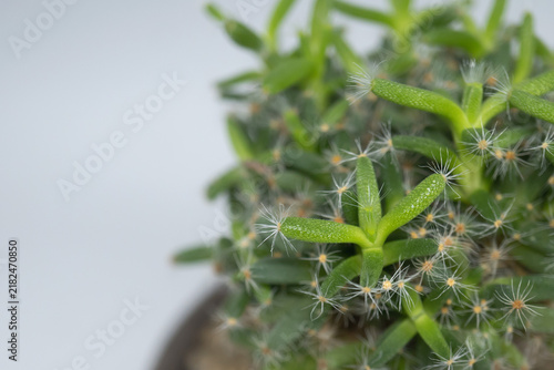 Canvastavla 多肉植物トリコディアデマ・デンサム（紫晃星）のクローズアップと左側のコピースペース