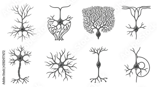 Various types of neurons with different structures and branches on a plain white background illustrated