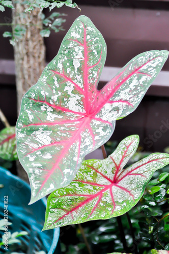 фотографія Caladium or Caladium Bicolor Vent or Caladium bicolor or pink , green and white