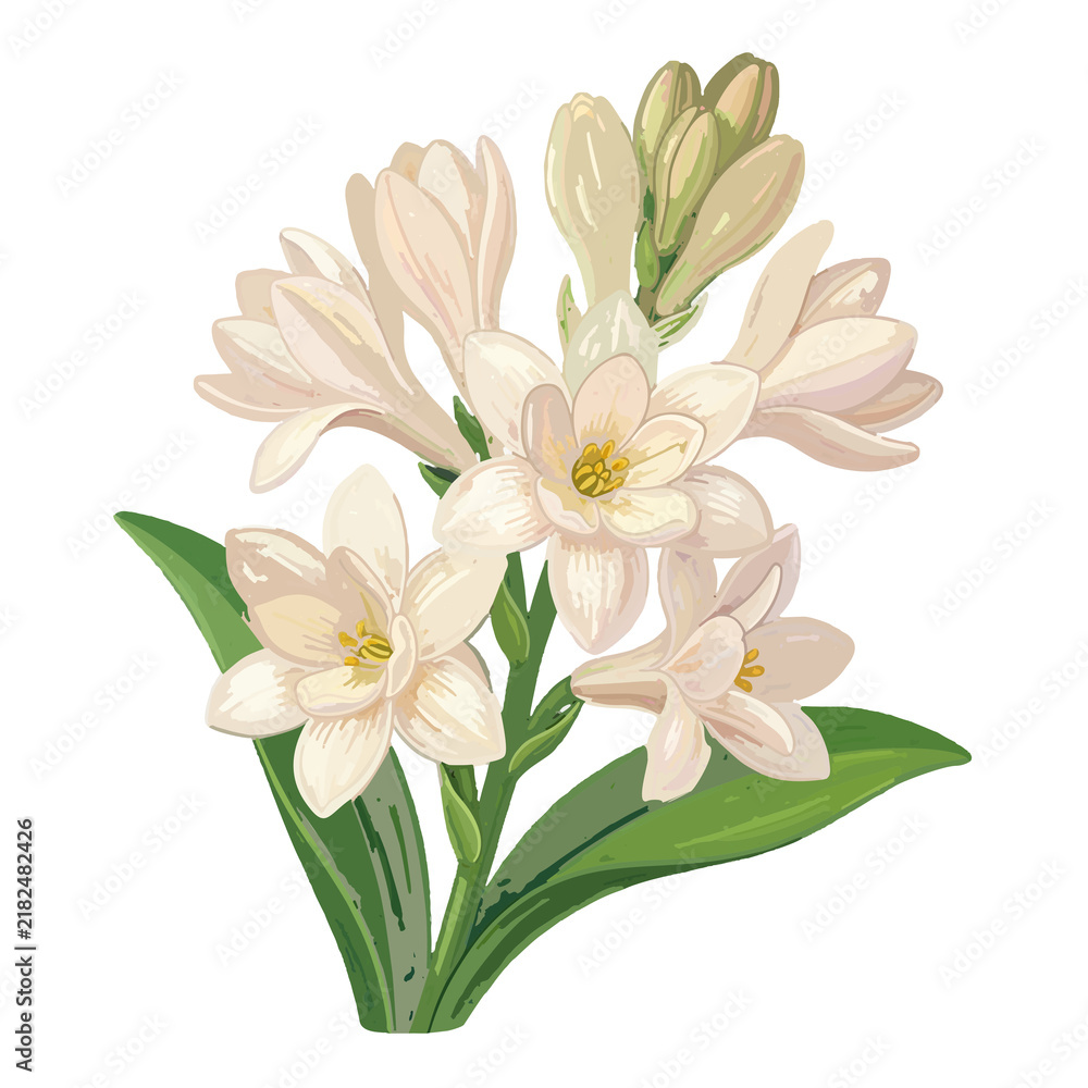 Obraz premium Tuberose Flowers with Buds Botanical Illustration