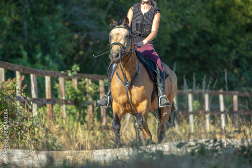 Quadro su tela Dun Connemara Pony Being Ridden Outdoors on a Summer Training Track With Equestr