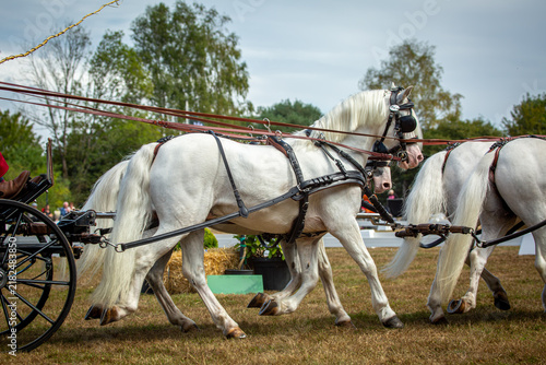 Foto White Harness Horses Competing in a Traditional Carriage Driving Event at a Hors