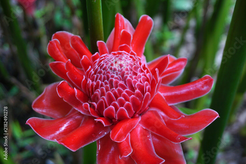 Plakat Beautiful torch ginger flower