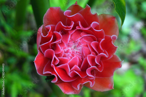 Plakat Beautiful torch ginger flower