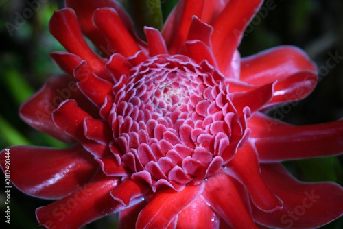 Plakat Beautiful torch ginger flower