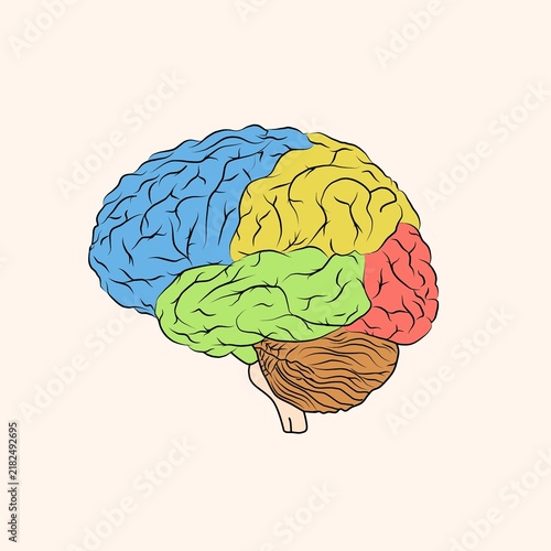 Obraz na plátně human brain vector illustration