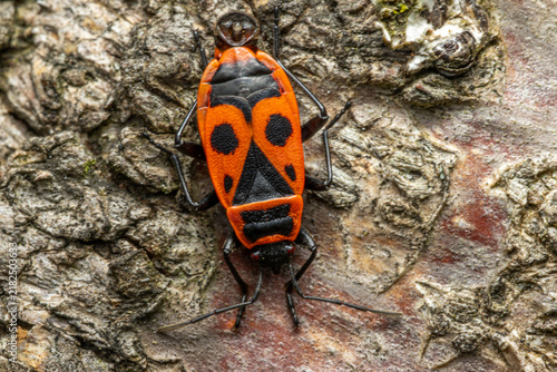 Gemeine Feuerwanze (Pyrrhocoris apterus) 