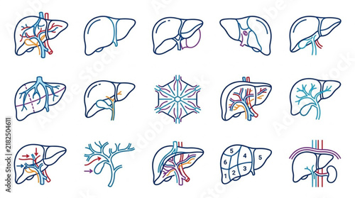 Human Liver Anatomy and Structure Icon Set Vector Illustration.