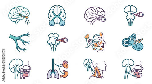 Detailed medical icons of human brain and nervous system anatomy.