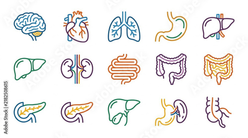 Human Internal Organs Anatomy Icon Set Hand Drawn Style.