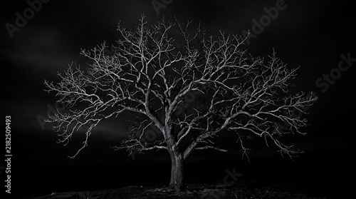 Lone leafless tree silhouette in black and white