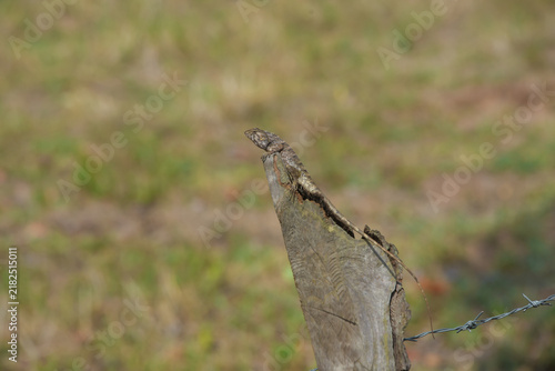 dragonfly on a fence