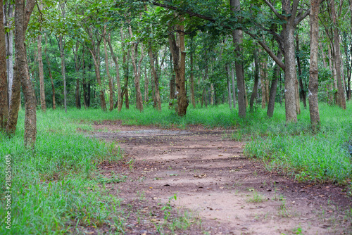 footpath in the woods