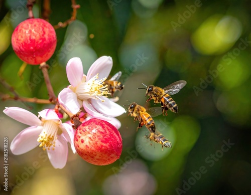 Honeybees pollinating flowers and berries.