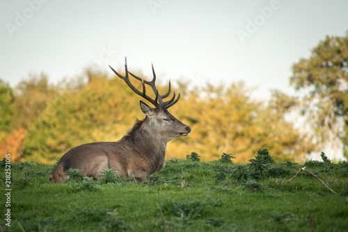 Red deer Cervus Elaphus in Killarney National Park, County Kerry, reland