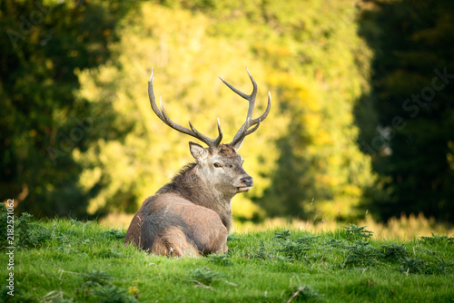 Red deer Cervus Elaphus in Killarney National Park, County Kerry, Ireland