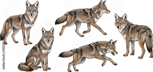 vector illustration clipart of coyote with 5 poses semi realistic art style