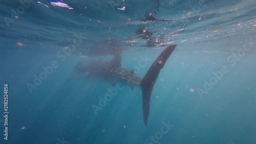 Whale Shark Swimming Over Coral, Ningaloo Reef Exmouth, Underwater 4K