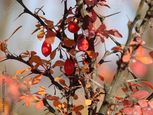 Konstfotografi Autumn barberry branches with bright red berries and colorful foliage against a warm, softly blurred background with natural sunlight and bokeh