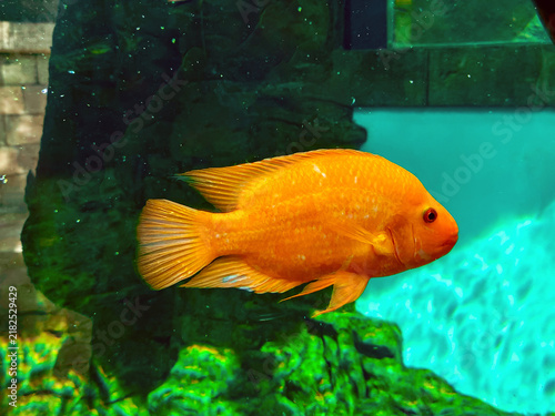 Konstfotografi Orange cichlid fish swimming inside an aquarium tank