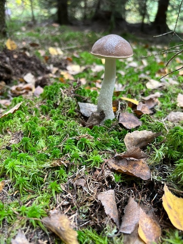 Fotografie mushroom in the forest