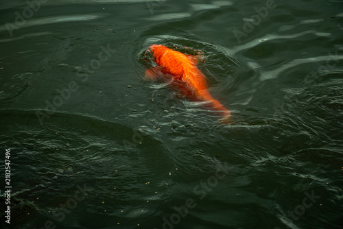 Foto Bright orange koi fish swimming peacefully in dark murky pond water