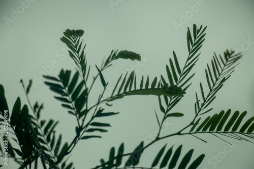 Fotografía Green pinnate leaves of small tree growing against overcast sky background