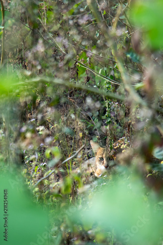 Photography Jungle cat hidden among dense foliage in wild forest surroundings