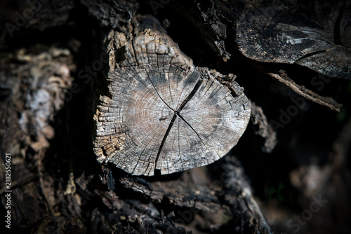 Photography cut tree stump, nacka,sweden,sverige,stockholm,summer