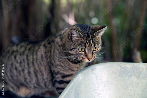 Canvas Print cat, nacka,sweden,sverige,stockholm,summer