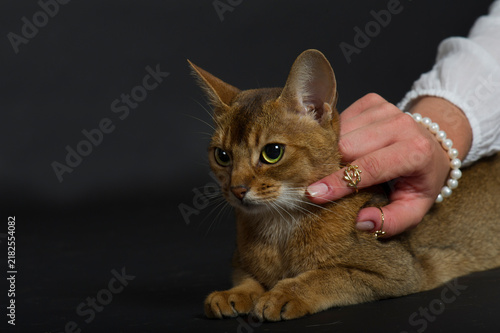Frau streichelt eine Abessinier Katze