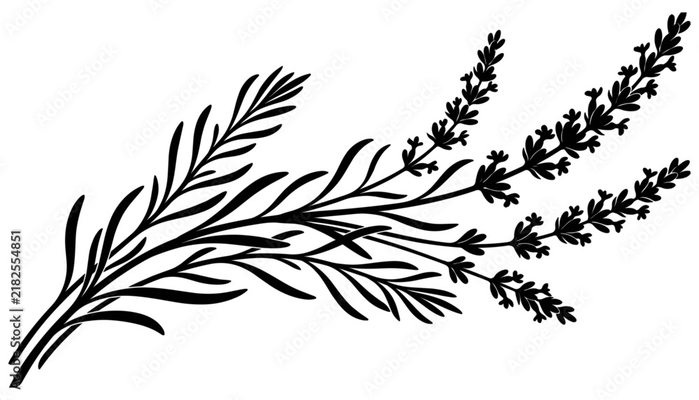 Fototapeta premium Lavender sprig silhouette displays a botanical illustration on a white background
