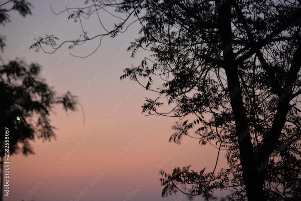 Fototapeta premium Artistic silhouette images from nature, plants, and trees