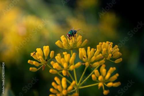Close-up view of an iridescent green blowfly resting on small yellow wild blossoms with soft bokeh