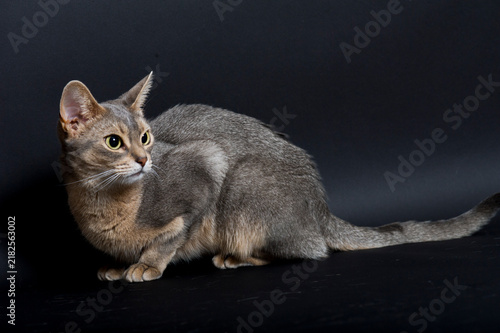 Porträt einer blauen Abessinier Katze