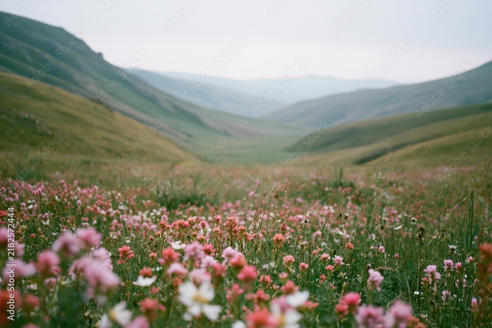 Obraz premium The Meadow of Pink Wildflowers Sweeping Through Rolling Green Hills